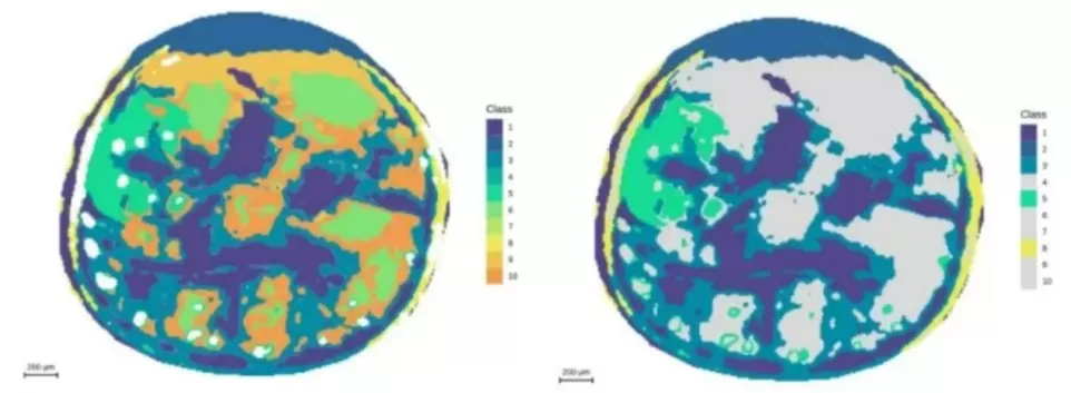 Segmentation analysis highlighting the embryonic axis at 10 μm resolution